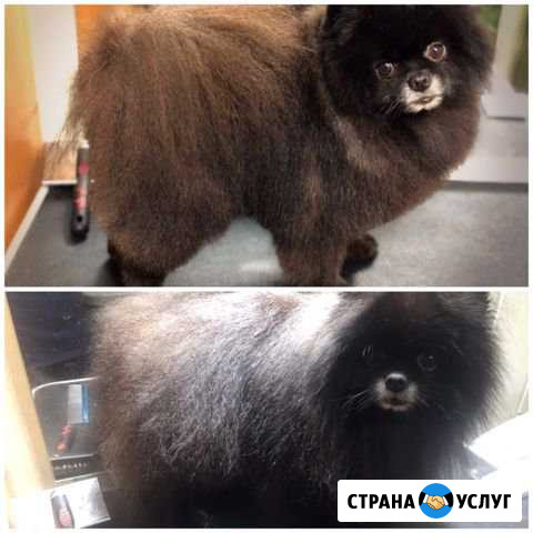 Стрижка собак Череповец - изображение 1