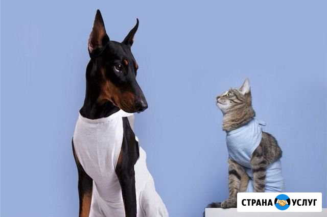 Стерилизация кошек/собак(бюджетная) вет.клиника лл Йошкар-Ола - изображение 1