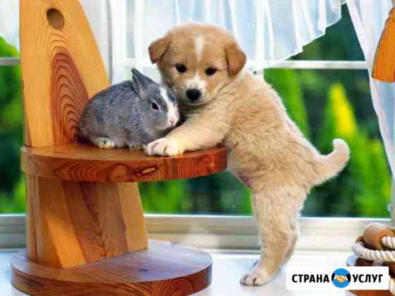 Передержка животных Казань