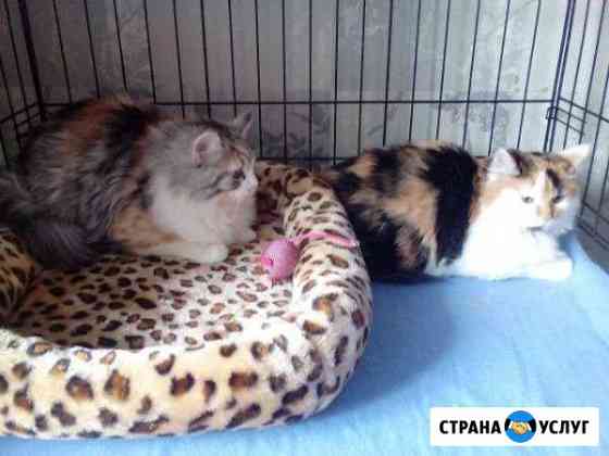 Передержка животных Самара