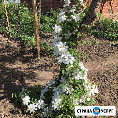 Ландшафтный дизайн, озеленение Апшеронск