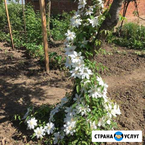 Ландшафтный дизайн, озеленение Апшеронск - изображение 1