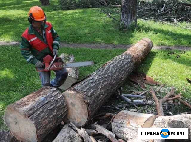 Спил Деревьев Усть-Лабинск - изображение 1