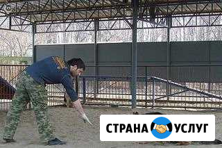 Дрессировка собак любой породы до 3 лет(общий курс Моздок - изображение 1