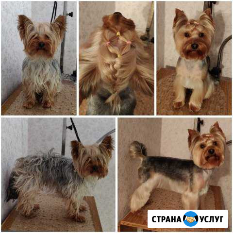Стрижка кошек и собак без наркоза Краснотурьинск - изображение 1