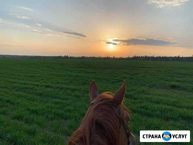 Конные прогулки Звенигород - изображение 1