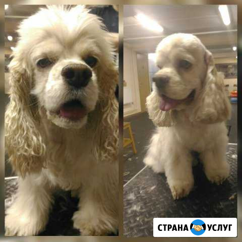 Стрижка собак, тримминг Всеволожск - изображение 1