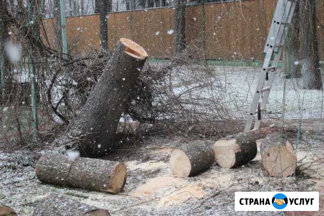 Спил деревьев и корчевание пней Ростов-на-Дону - изображение 1