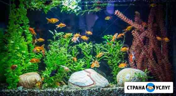 Аквариумы и обслуживание Ростов-на-Дону