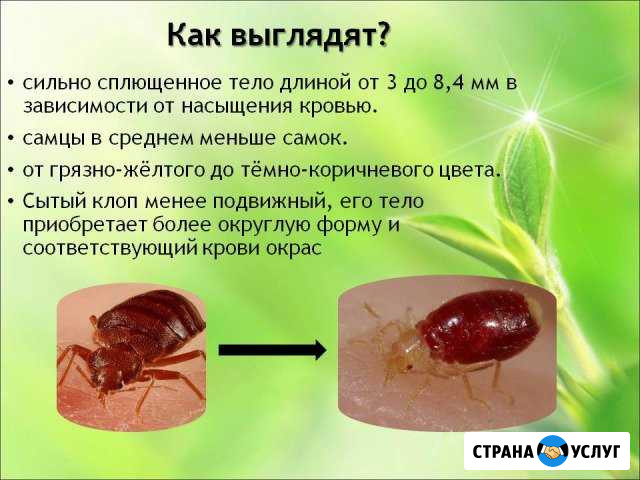 Уничтожение клопов,тараканов,блох,крыс,мышей Мурманск - изображение 1