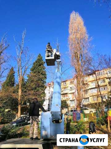 Спил деревьев, расчистка участка Сочи - изображение 1