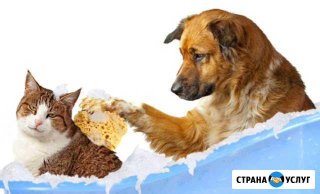 Стрижка кошек и собак Владикавказ - изображение 1