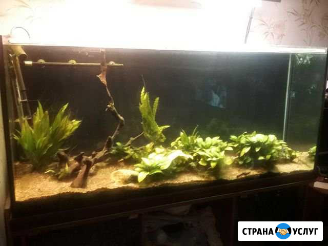Чистка аквариумов Санкт-Петербург - изображение 1