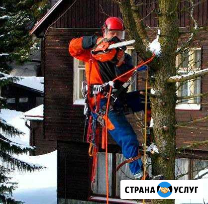 Спил обрезка деревьев прфессионаьно Ростов-на-Дону - изображение 1