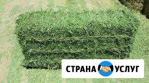 Сено Ленинградская - изображение 1