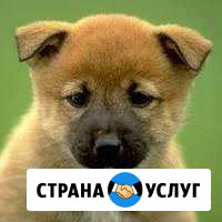 Ветеринарный врач (вызов на дом) Тверь - изображение 1