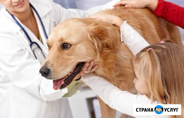Ветеринарный врач выезд на дом Серпухов - изображение 1