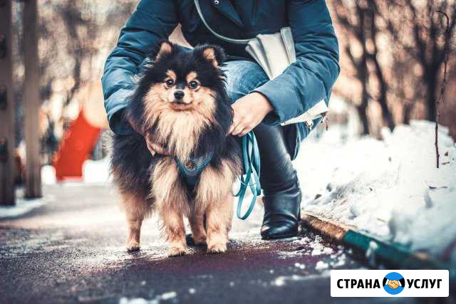 Научу Ходить Рядом без Поводка Анапа - изображение 1