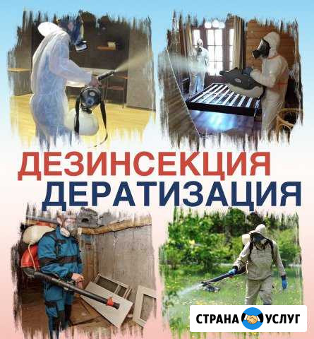 Абсолютное уничтожение насекомых и грызунов Лесосибирск - изображение 1