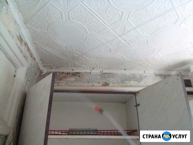 Клопы,тараканы Уйское - изображение 1