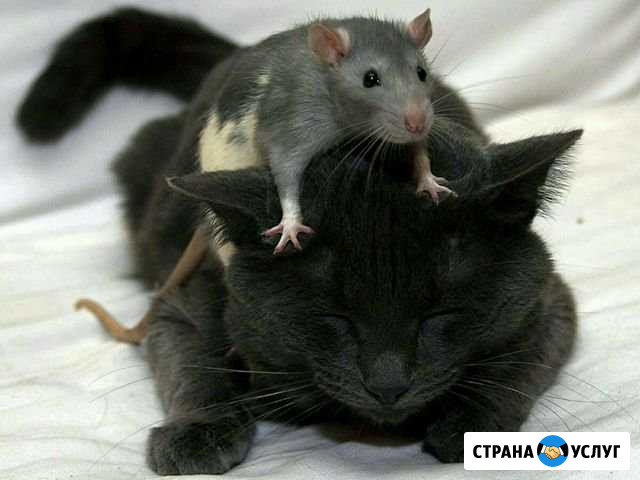 Передержка кошек, грызунов Ярославль - изображение 1