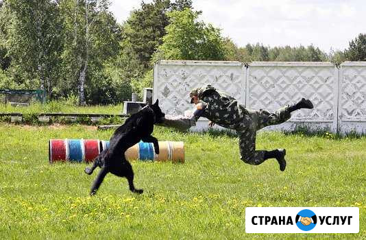 Воспитание и дрессировка собак Вязники - изображение 1