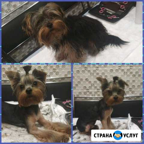 Стрижка кошек и собак Саранск - изображение 1
