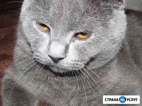 Кот пригласит на вязку Железнодорожный