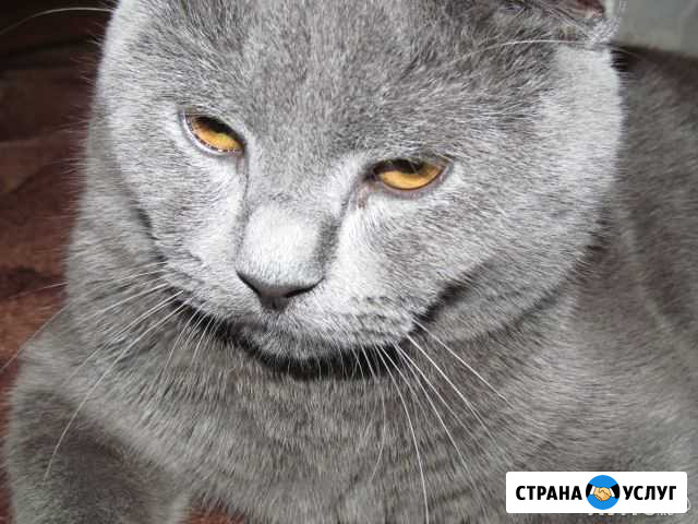 Кот пригласит на вязку Железнодорожный - изображение 1