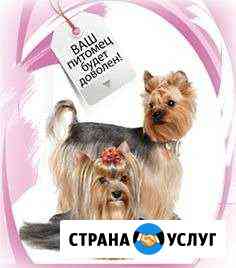 Стрижка кошек и собак Сыктывкар