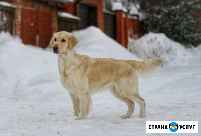 Парикмахер для собак Москва - изображение 1