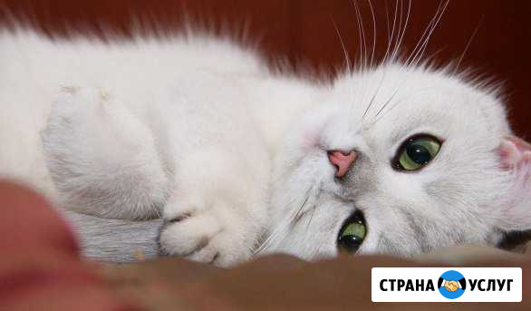 Лучшая передержка и перевозка животных Москва - изображение 1