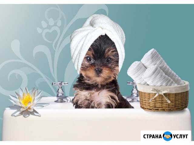 Груминг (комплексный уход за вашими животными) Ирбит - изображение 1