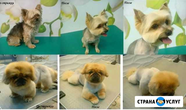 Стрижка собак и кошек. Ультразвуковая чистка зубов Москва - изображение 1