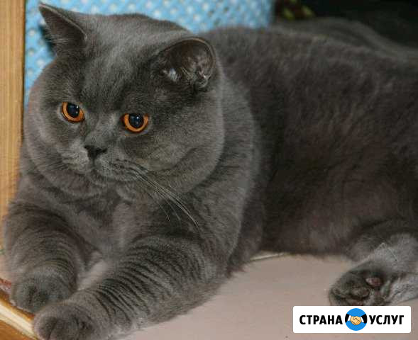 Вязка с британским котом Вологда - изображение 1