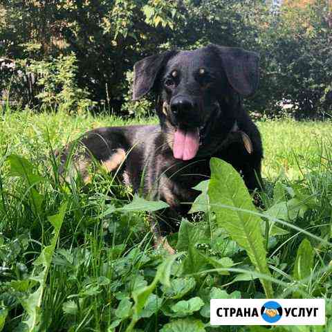 Выгул собак Москва