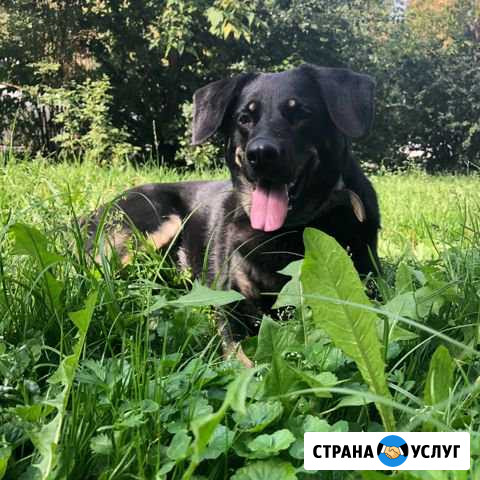 Выгул собак Москва - изображение 1