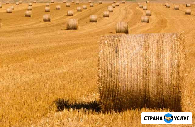Солома Альметьевск - изображение 1