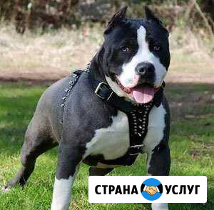 Дрессировка собак Лиски - изображение 1