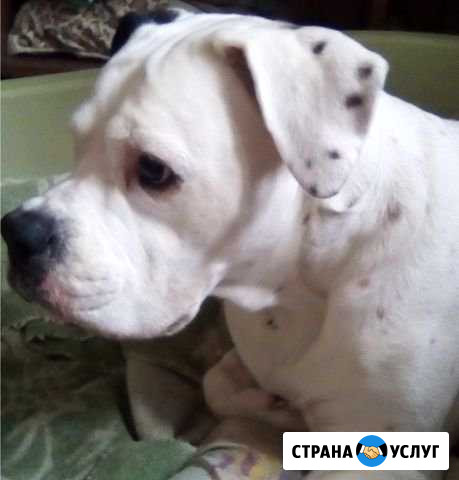 Выгул Собак Москва - изображение 1