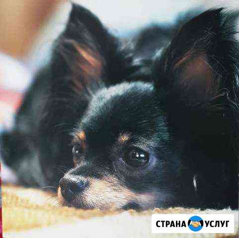Вязка чихуахуа Новокузнецк
