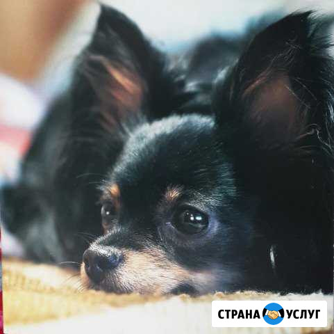 Вязка чихуахуа Новокузнецк - изображение 1