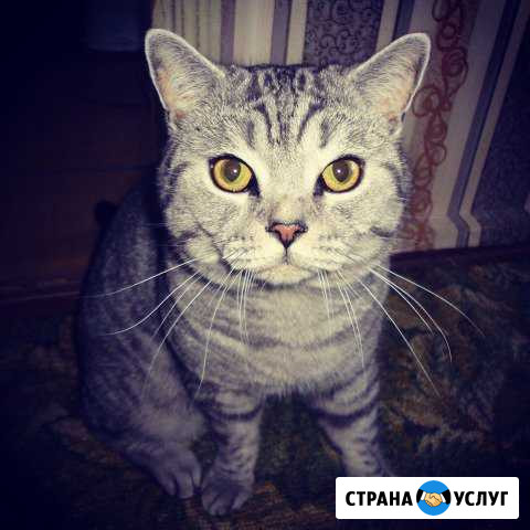 Вязка с шотландским котом Павловский Посад - изображение 1