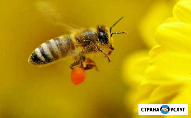 Курсы для начинающих пчеловодов Пермь - изображение 1