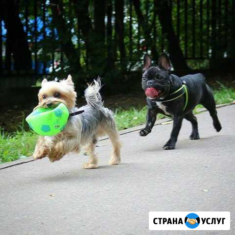 Передержка Видное - изображение 1