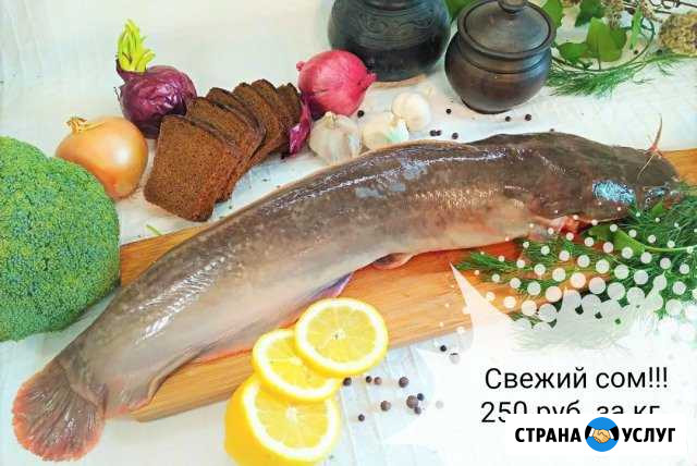 Свежая рыба. Живой сом в Кургане. Копчёный сомик Курган - изображение 1