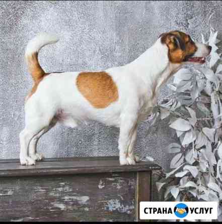 Кобель для вязки Челябинск