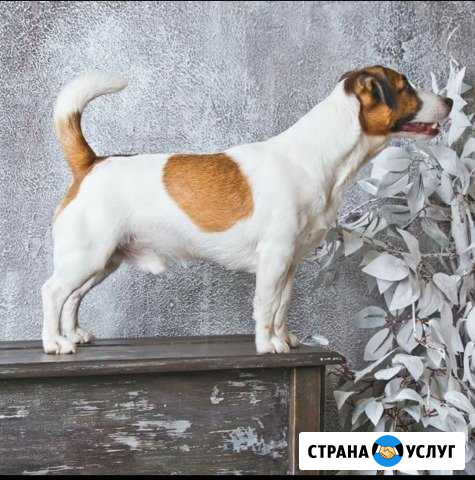 Кобель для вязки Челябинск - изображение 1