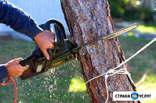 Спил Деревьев Прокопьевск - изображение 1