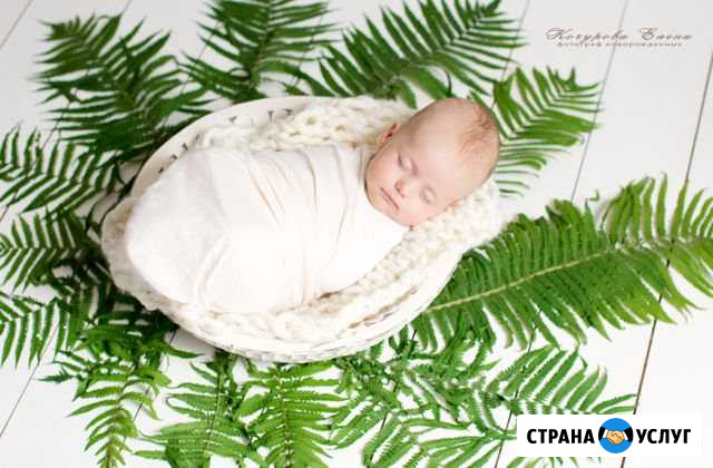 Фотограф новорожденных Вологда Вологда - изображение 1